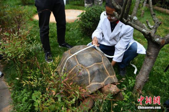 云南野生动物园为象龟体检