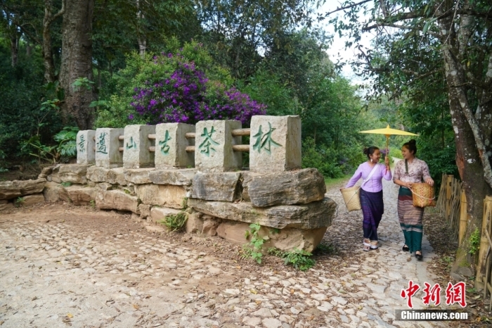 普洱景迈山古茶林文化景观位于中国云南省普洱市澜沧拉祜族自治县惠民镇。<a target='_blank'  data-cke-saved-href='/' href='/'>中新社</a>记者 刘冉阳 摄